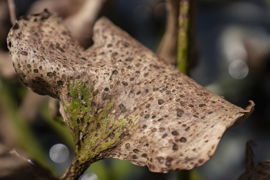 A billion tiny insects are getting the better of the Hartbeespoort hyacinth